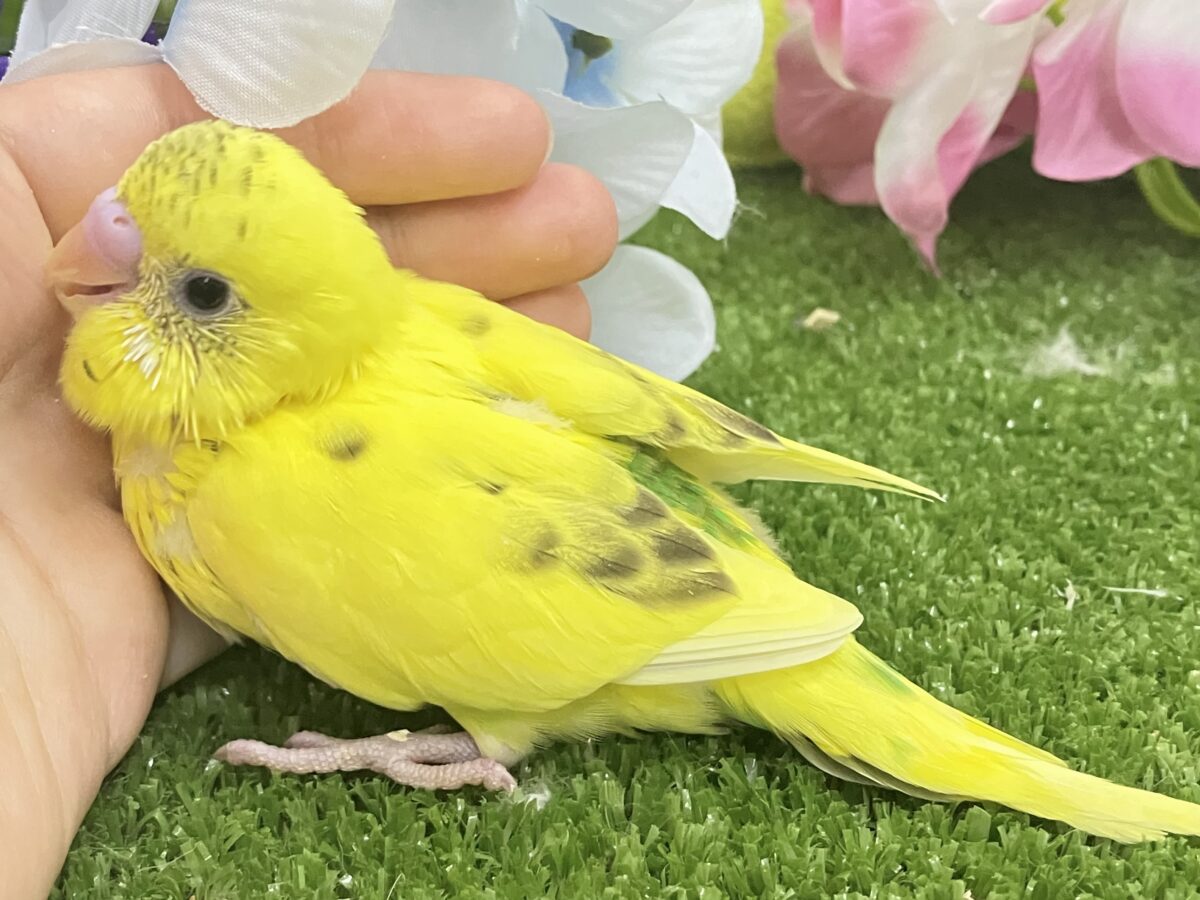 セキセイインコ