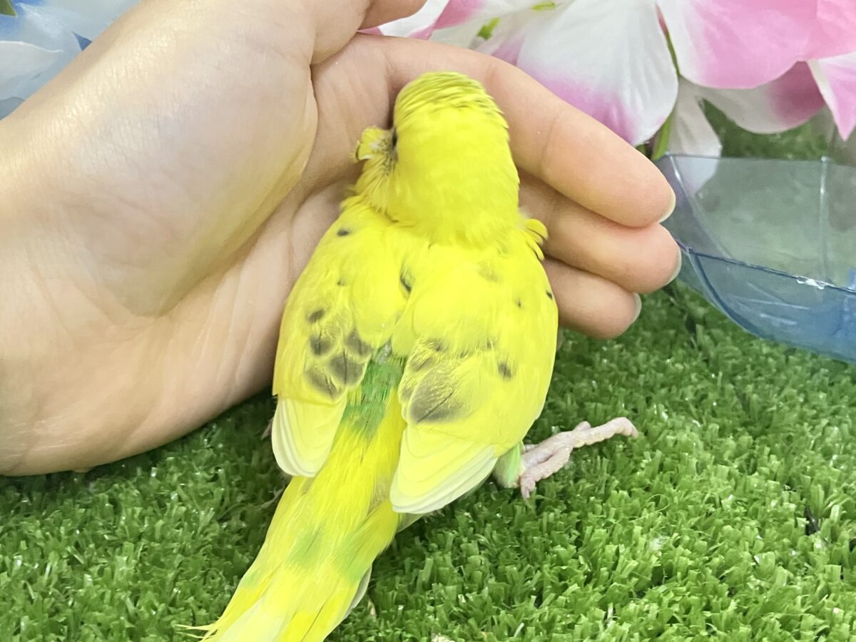 セキセイインコ