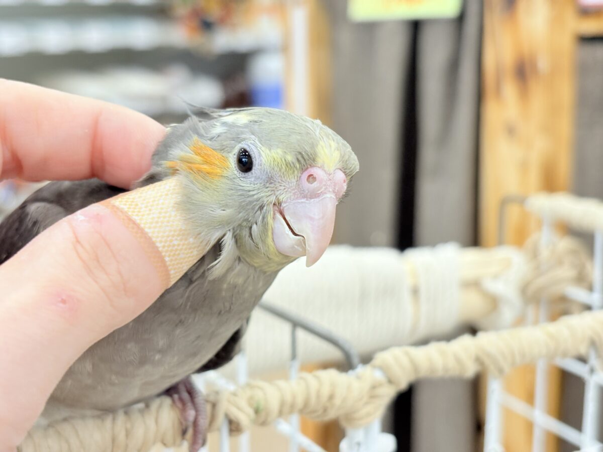 オカメインコ