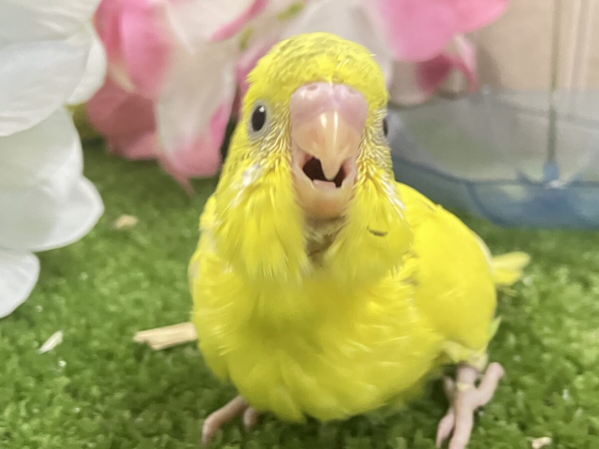 セキセイインコ