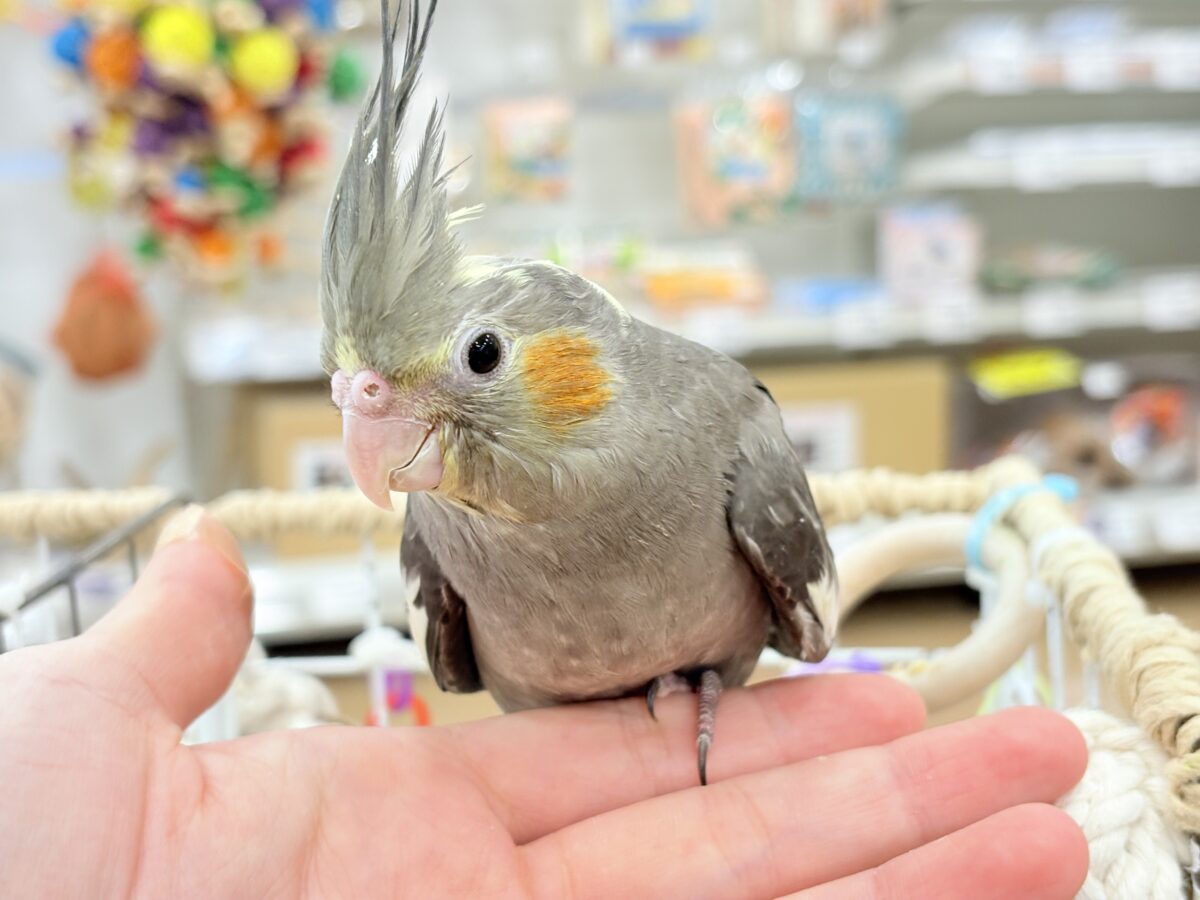 オカメインコ
