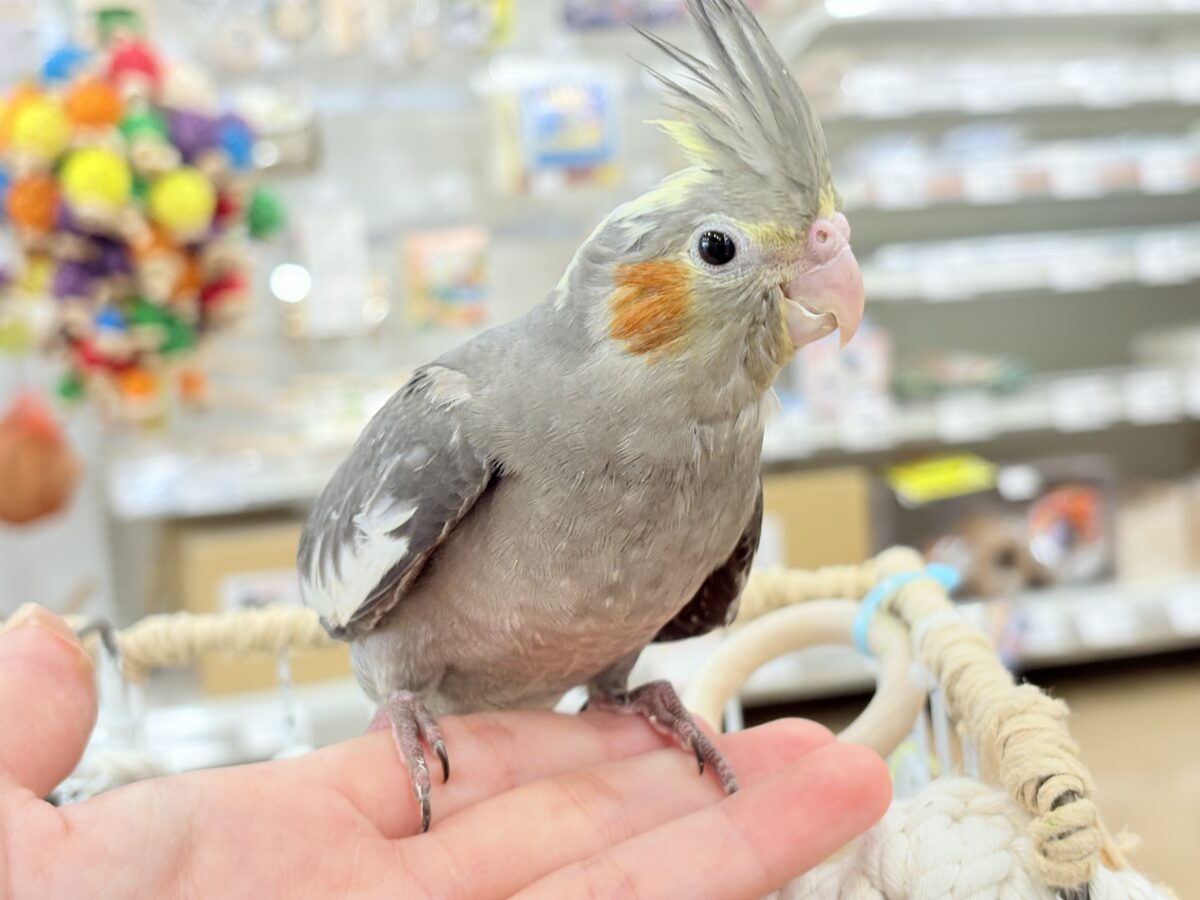 【動画更新🪄】濃いめで渋くいっちゃうよ🐥🩶オカメインコ(ノーマル) オカメインコ