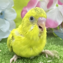 カワイさ飛び越え❕—-点線ライン—-セキセイインコ(イエローハルクイン/2026年5月生まれ)