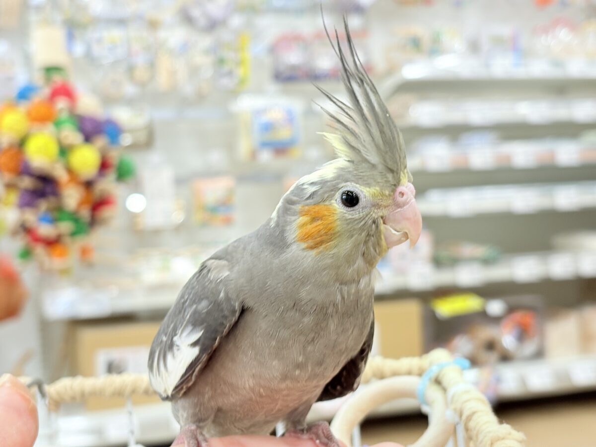 オカメインコ