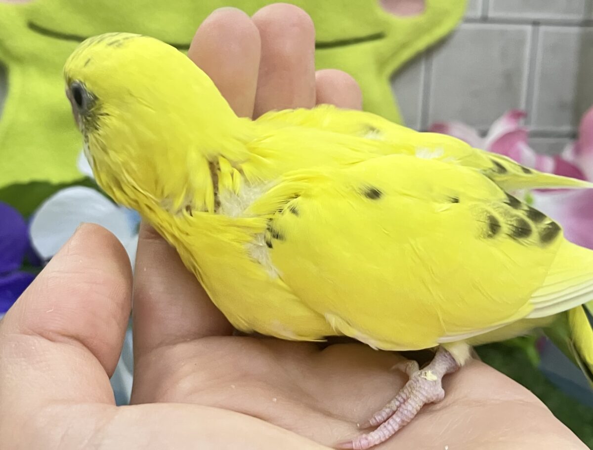 セキセイインコ