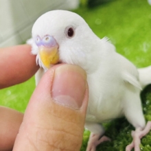 ✨最新画像✨イカすね🦑忍法雲隠れ☁️ｻｯ=͟͟͞͞( │セキセイインコ(アルビノ/2026年5月生まれ)
