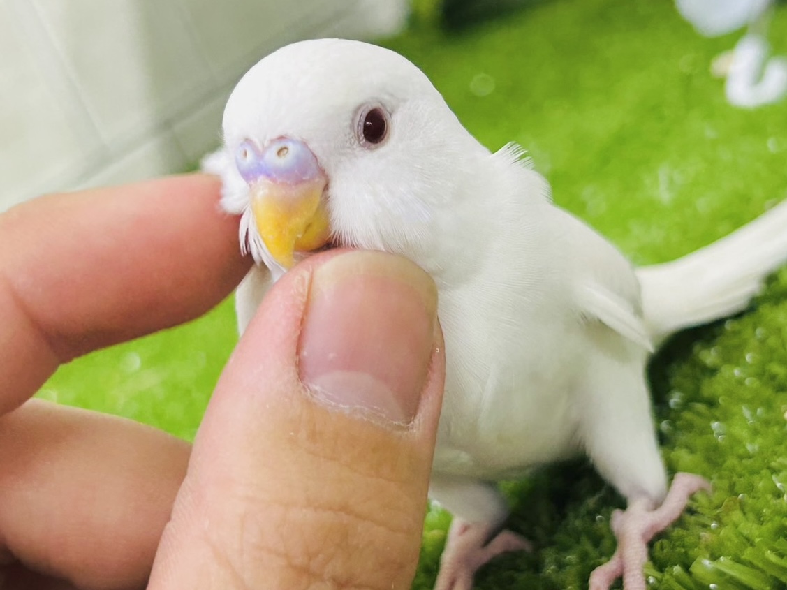 ✨最新画像✨イカすね🦑忍法雲隠れ☁️ｻｯ=͟͟͞͞( │セキセイインコ(アルビノ/2026年5月生まれ)