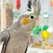濃いめで渋くいっちゃうよ🐥🩶オカメインコ(ノーマル)