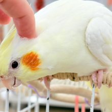 ずっしり体型の甘えん坊さん~♩♩オカメインコ(ルチノー)
