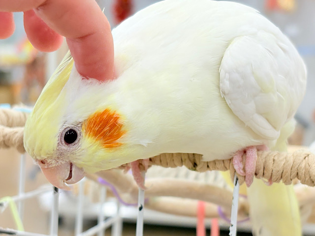 ずっしり体型の甘えん坊さん~♩♩オカメインコ(ルチノー) ずっしり体型の甘えん坊さん~♩♩オカメインコ(ルチノー)