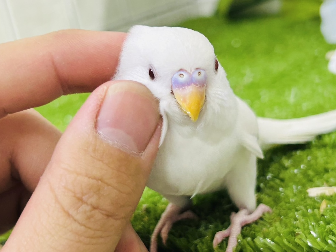 ✨最新画像✨イカすね🦑忍法雲隠れ☁️サッ=͟͟͞͞( │セキセイインコ(アルビノ/2026年5月生まれ) セキセイインコ