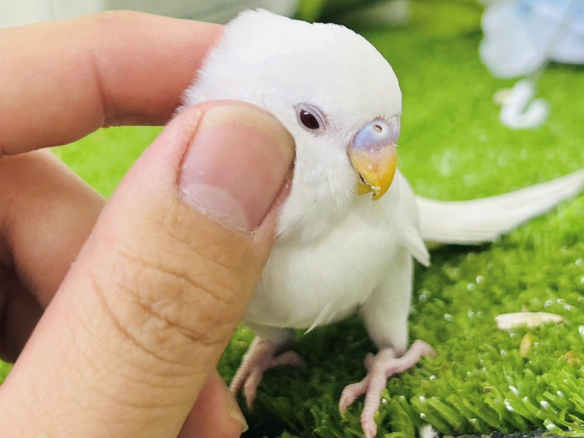 ✨最新画像✨イカすね🦑忍法雲隠れ☁️サッ=͟͟͞͞( │セキセイインコ(アルビノ/2026年5月生まれ) セキセイインコ