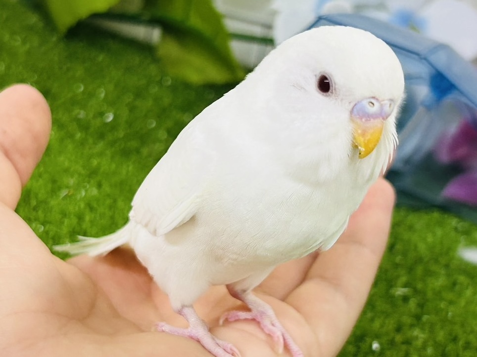 ✨最新画像✨イカすね🦑忍法雲隠れ☁️サッ=͟͟͞͞( │セキセイインコ(アルビノ/2026年5月生まれ) セキセイインコ