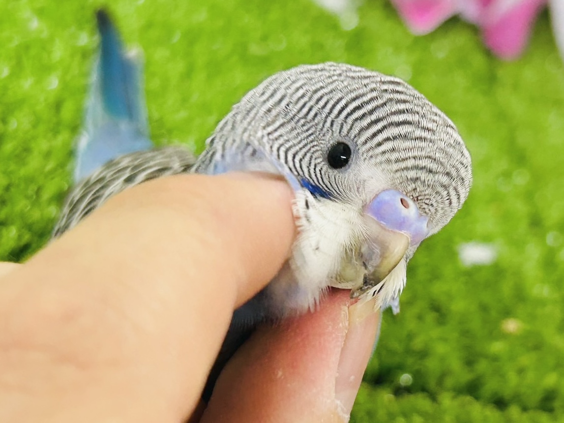✨最新画像✨進めは青❕💙しましまピーーッ🚥💭セキセイインコ(ノーマル/2026年5月生まれ) セキセイインコ