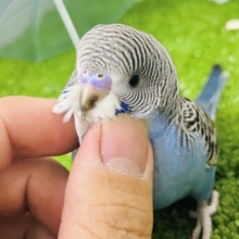 ✨最新画像✨進めは青❕💙しましまﾋﾟｰｰｯ🚥💭セキセイインコ(ノーマル/2026年5月生まれ)
