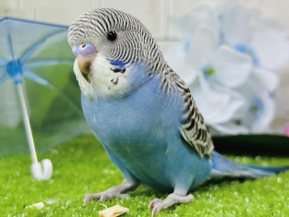 セキセイインコ