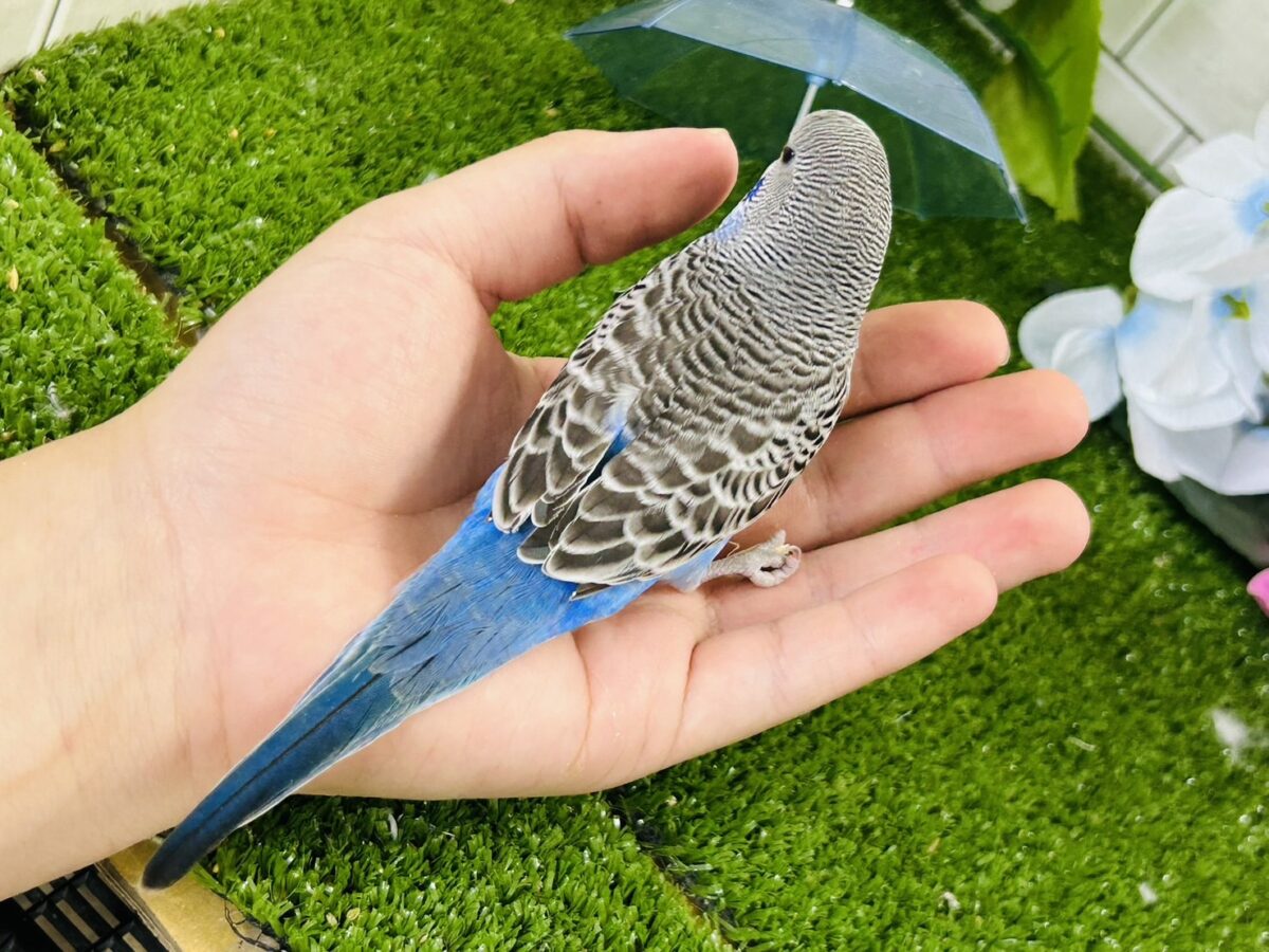 ✨最新画像✨進めは青❕💙しましまピーーッ🚥💭セキセイインコ(ノーマル/2026年5月生まれ) セキセイインコ