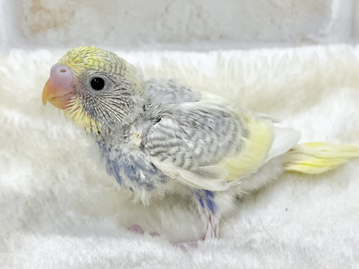 セキセイインコ