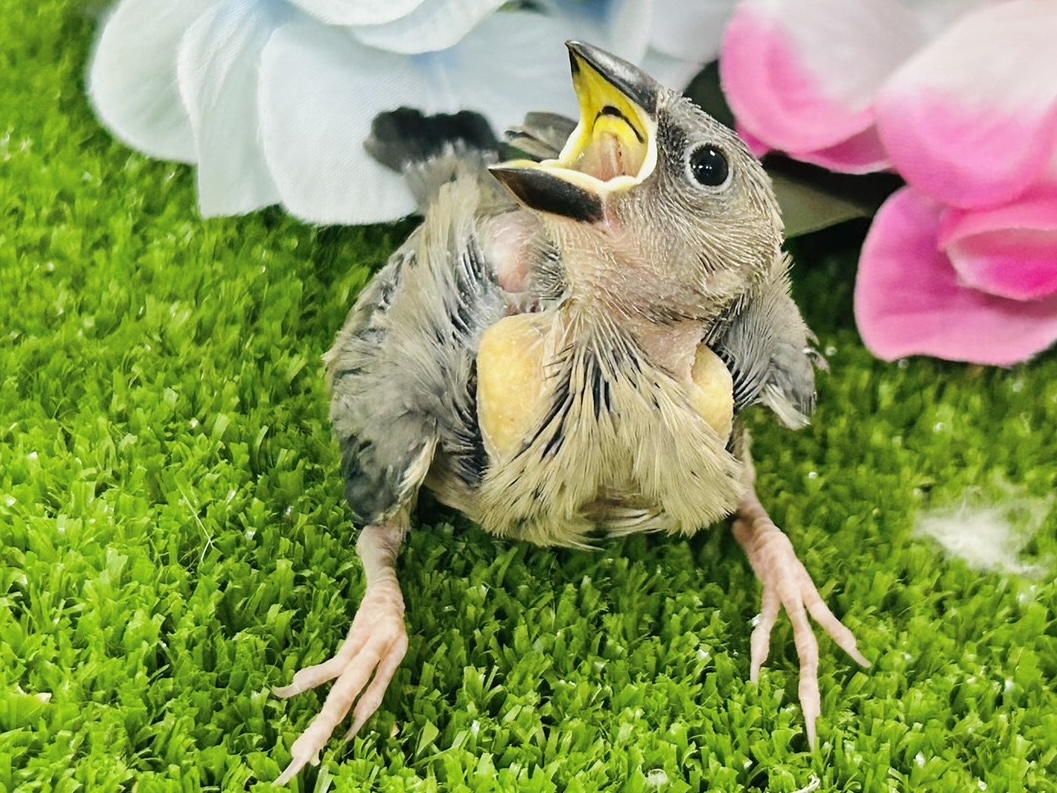 桜文鳥