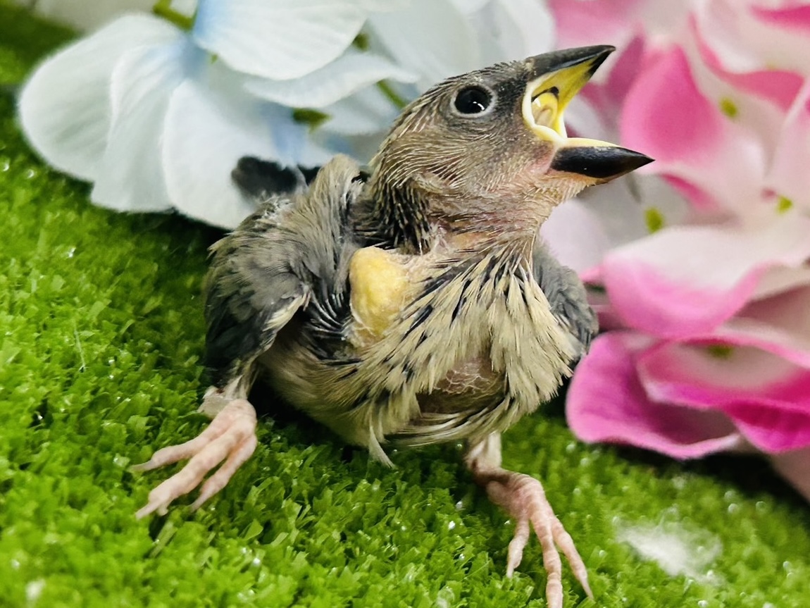 桜文鳥