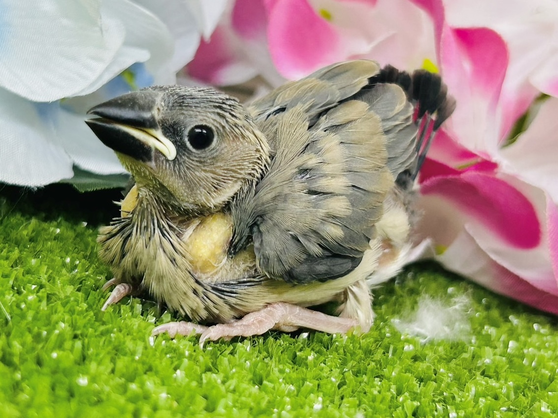 桜文鳥