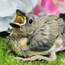 漆黒に変身🖤⟡.·Blooming🌸桜文鳥(2026年5月生まれ)