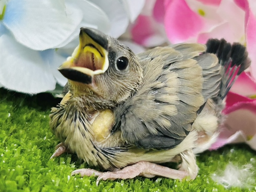 漆黒に変身🖤⟡.·Blooming🌸桜文鳥(2026年5月生まれ)