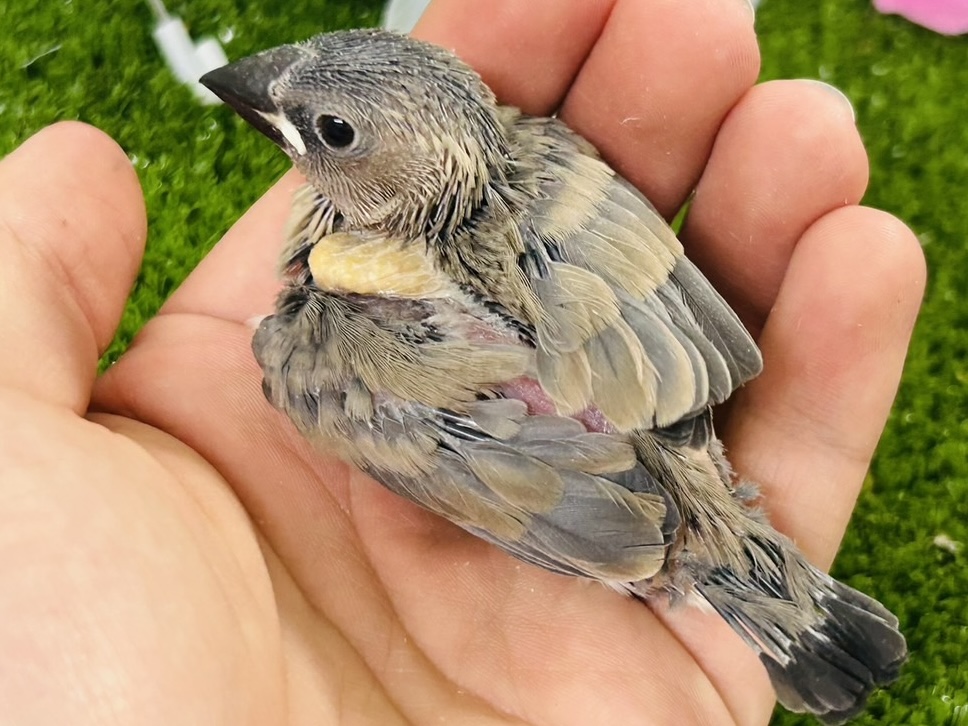 桜文鳥