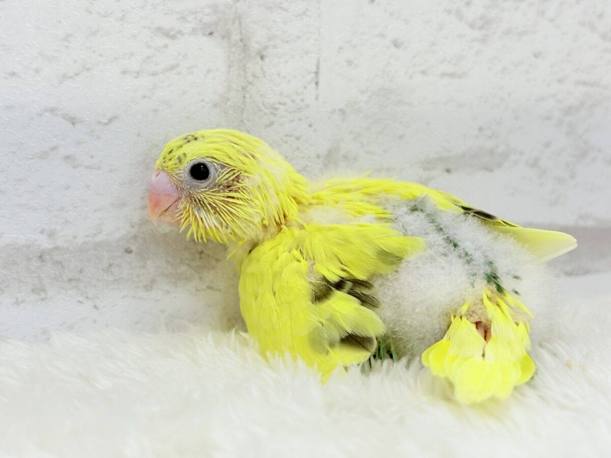 セキセイインコ