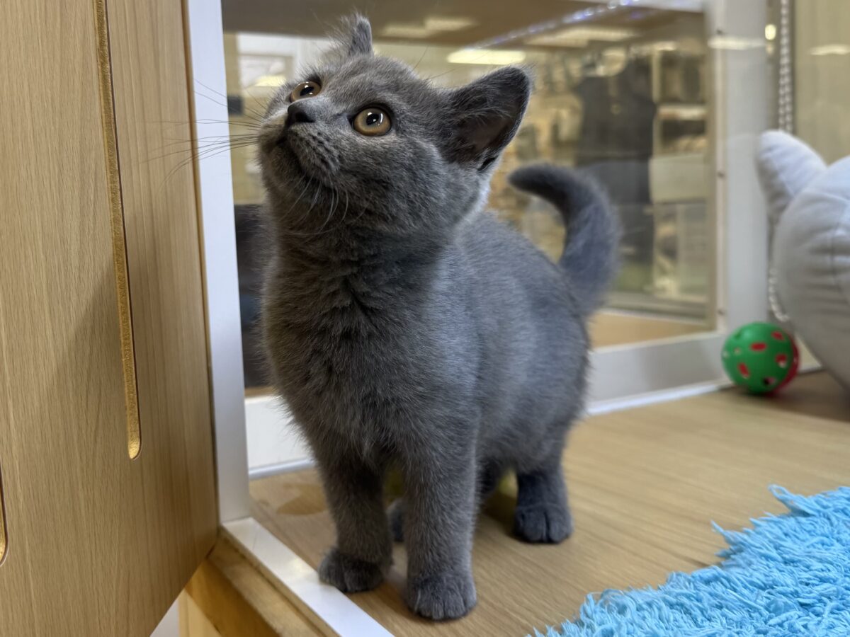 ブリティッシュショートヘア