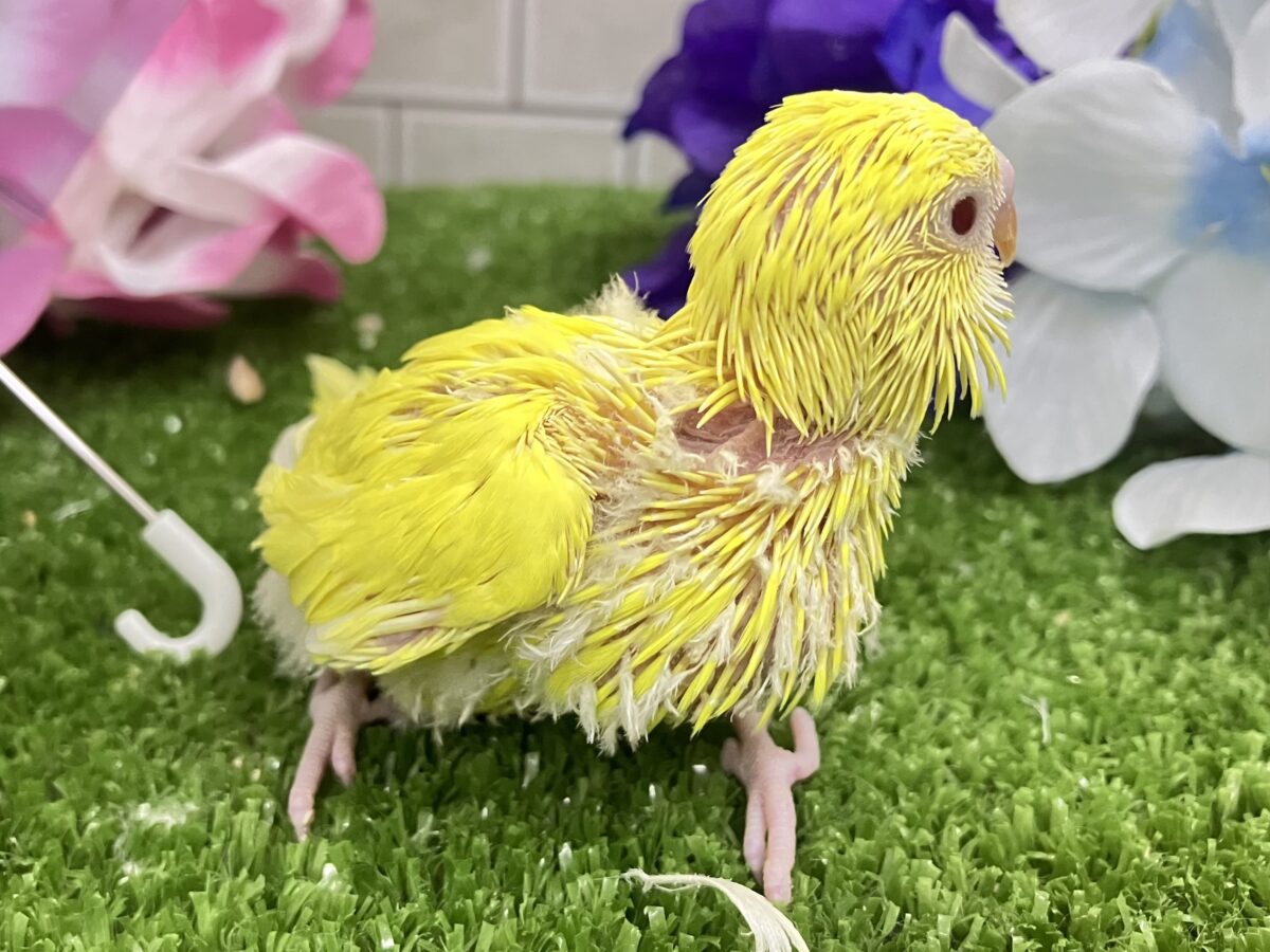 うれC🎶果汁と元気ひゃくぱー🍋 .*゜セキセイインコ(ルチノー/2026年5月生まれ) セキセイインコ