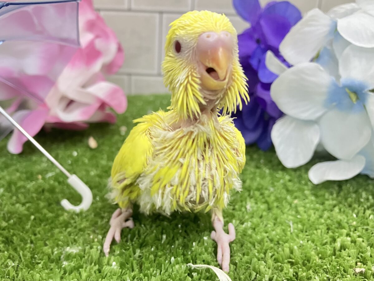 セキセイインコ