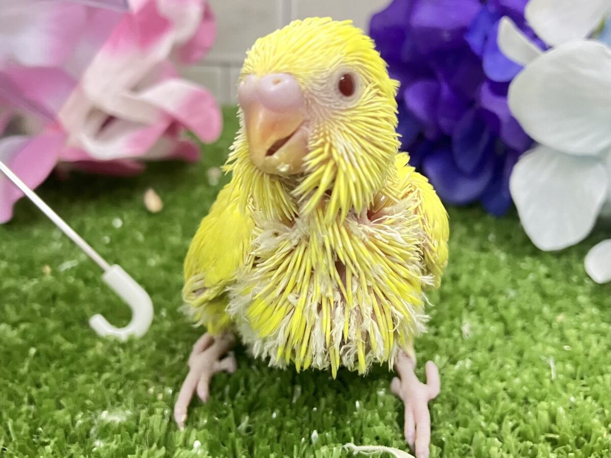 うれC🎶果汁と元気ひゃくぱー🍋 .*゜セキセイインコ(ルチノー/2026年5月生まれ) セキセイインコ