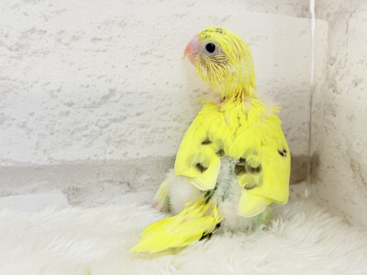 セキセイインコ