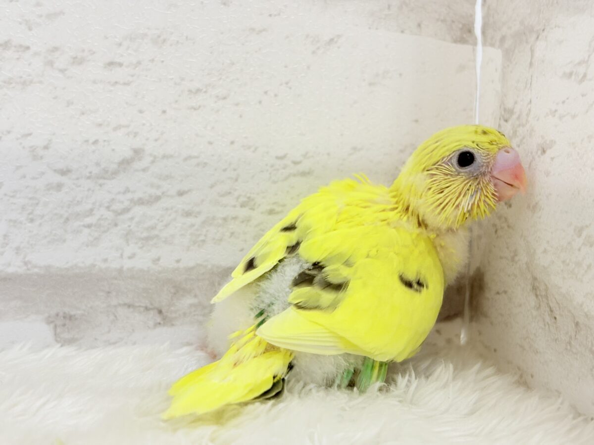 セキセイインコ