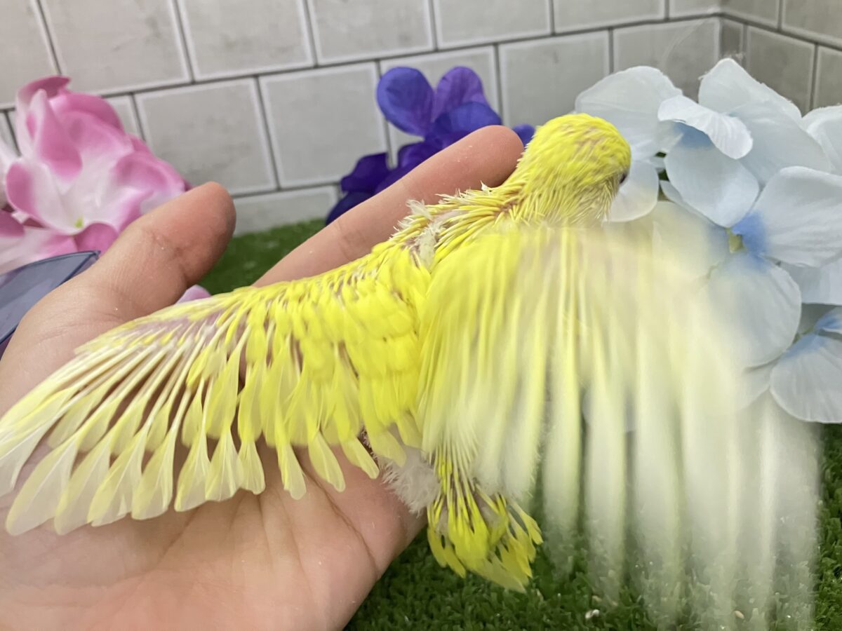 うれC🎶果汁と元気ひゃくぱー🍋 .*゜セキセイインコ(ルチノー/2026年5月生まれ) セキセイインコ