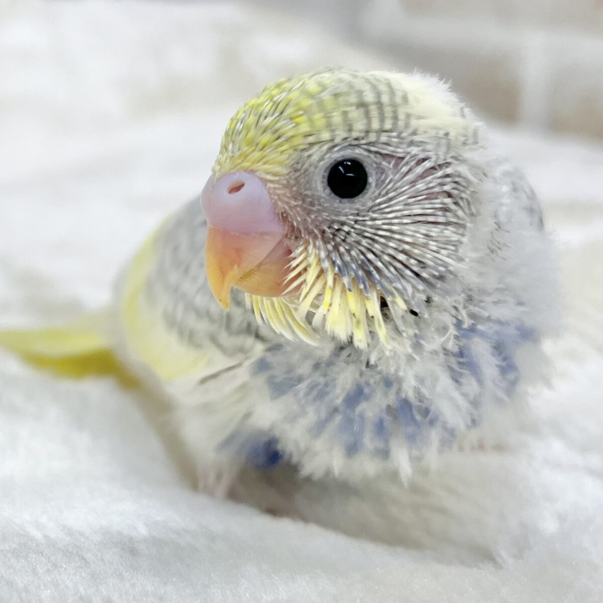 キレイです✨個性的カラー💜✨　セキセイインコ（YF パイド グレイウイング バイオレット）