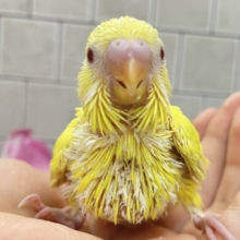 うれC🎶果汁と元気ひゃくぱー🍋 .*゜セキセイインコ(ルチノー/2026年5月生まれ)