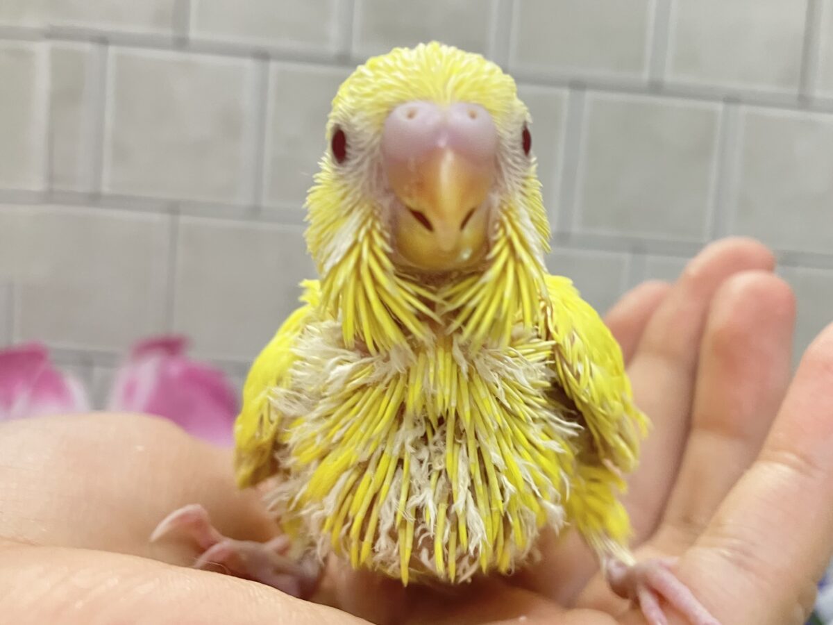 うれC🎶果汁と元気ひゃくぱー🍋 .*゜セキセイインコ(ルチノー/2026年5月生まれ)