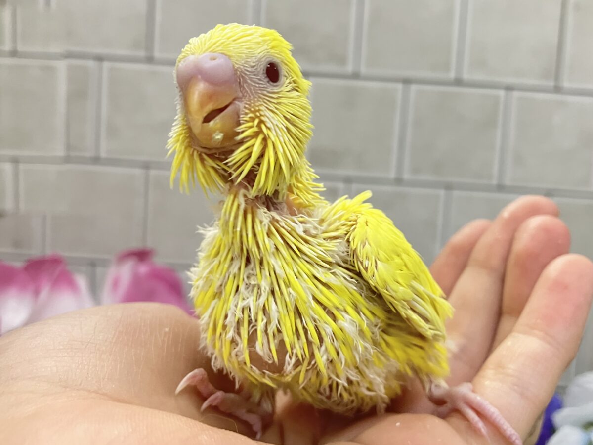 うれC🎶果汁と元気ひゃくぱー🍋 .*゜セキセイインコ(ルチノー/2026年5月生まれ) セキセイインコ