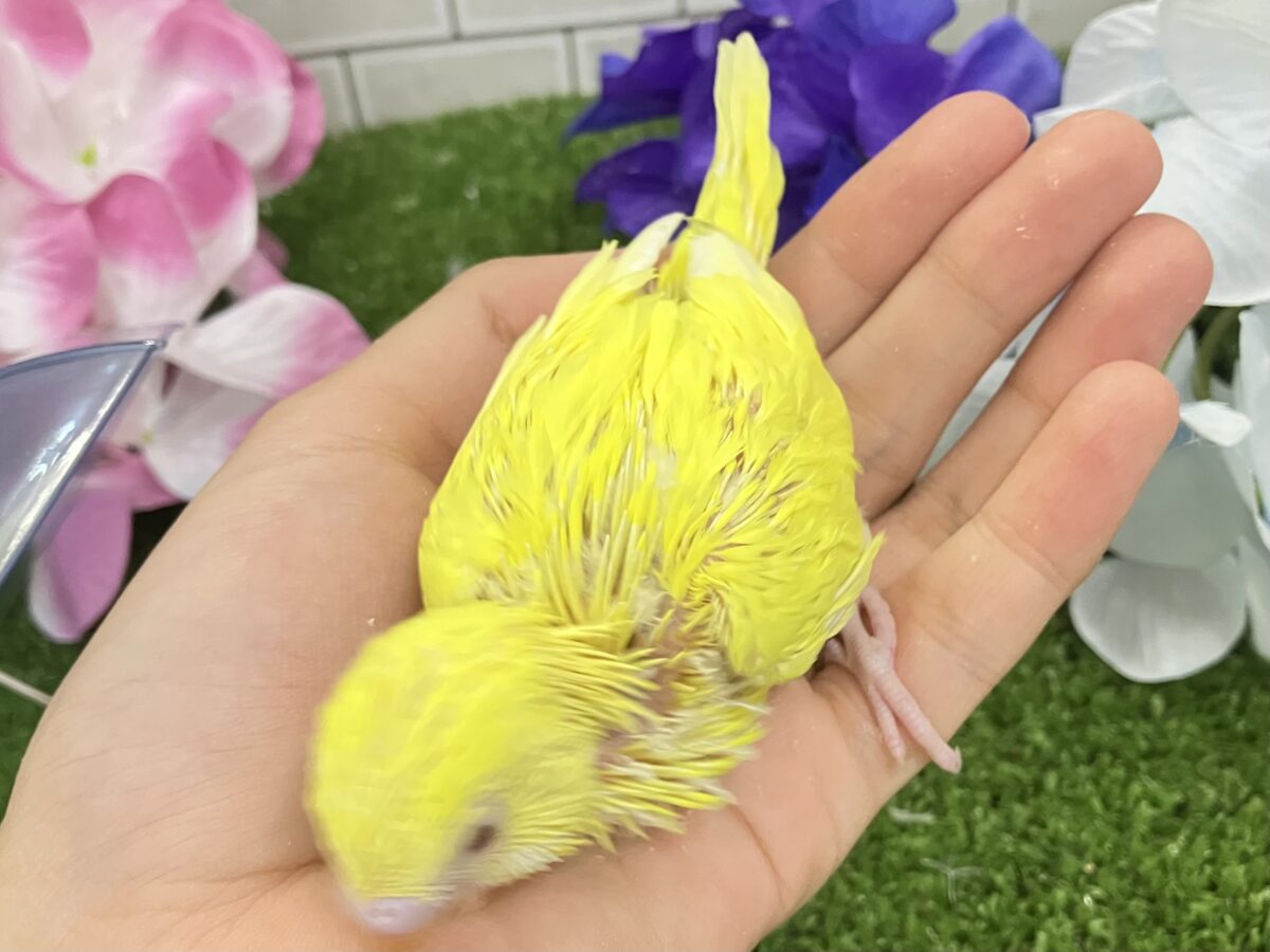 セキセイインコ