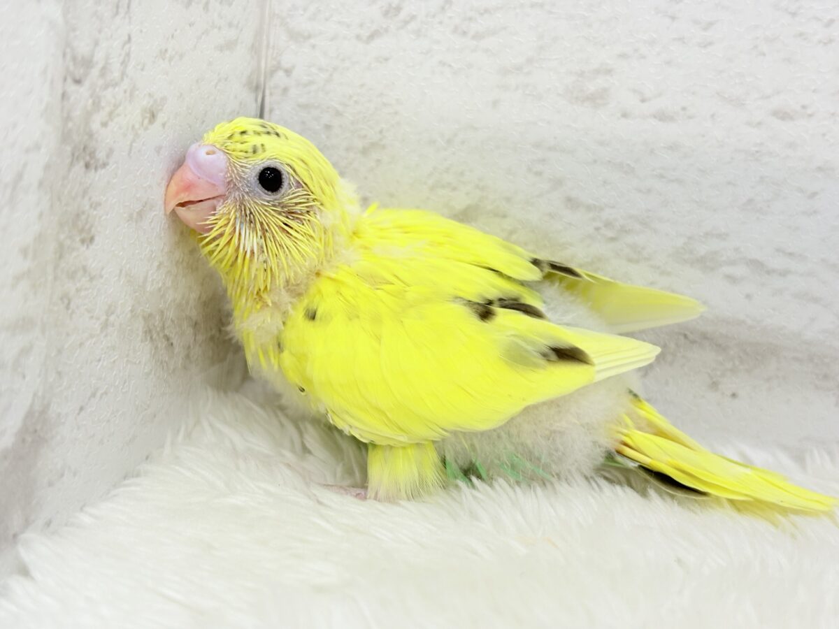 セキセイインコ
