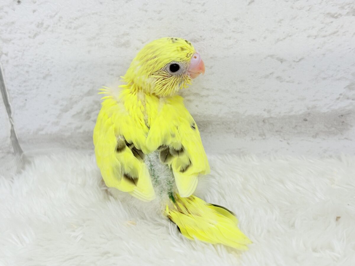 セキセイインコ