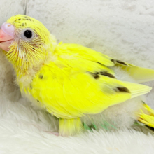 プリティーなタレ目フェイス🐣💛セキセイインコ(黄色ハルクイン) ヒナ