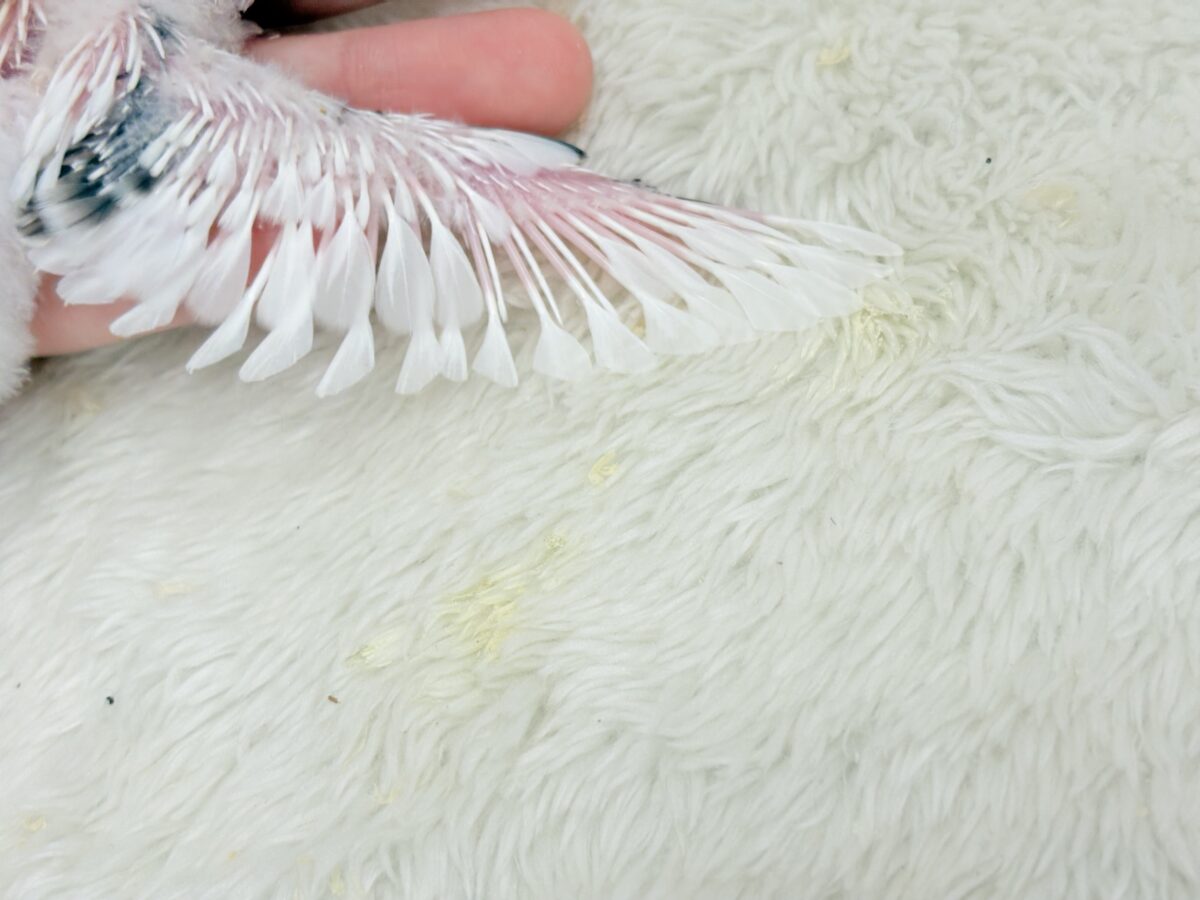 セキセイインコ