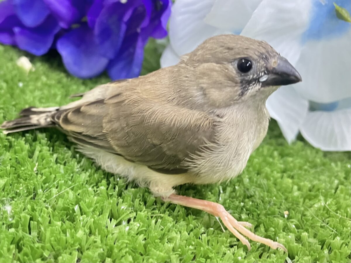キュルキュル🏷🤎ドーリィEYES🧸🎶iキンカチョウ(ノーマル/2026年5月生まれ) 錦花鳥(キンカチョウ)