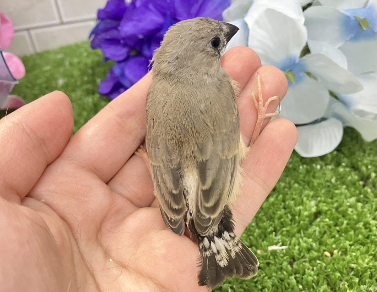 キュルキュル🏷🤎ドーリィEYES🧸🎶iキンカチョウ(ノーマル/2026年5月生まれ) 錦花鳥(キンカチョウ)