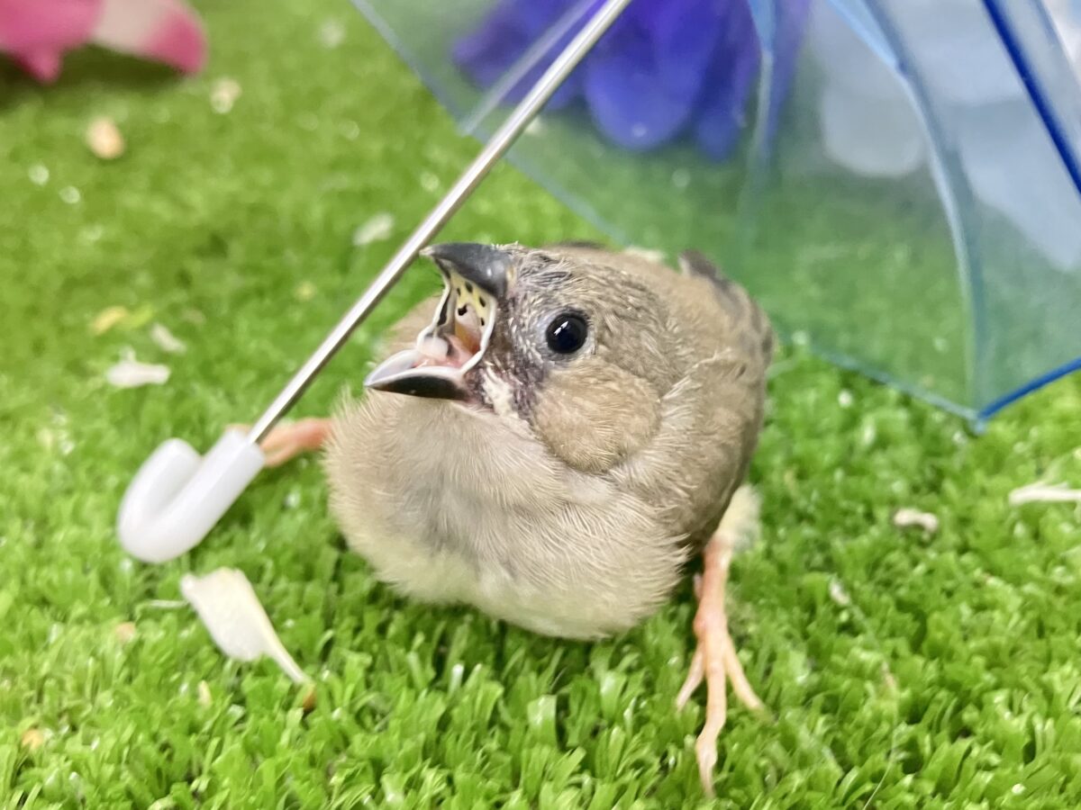錦花鳥（キンカチョウ）