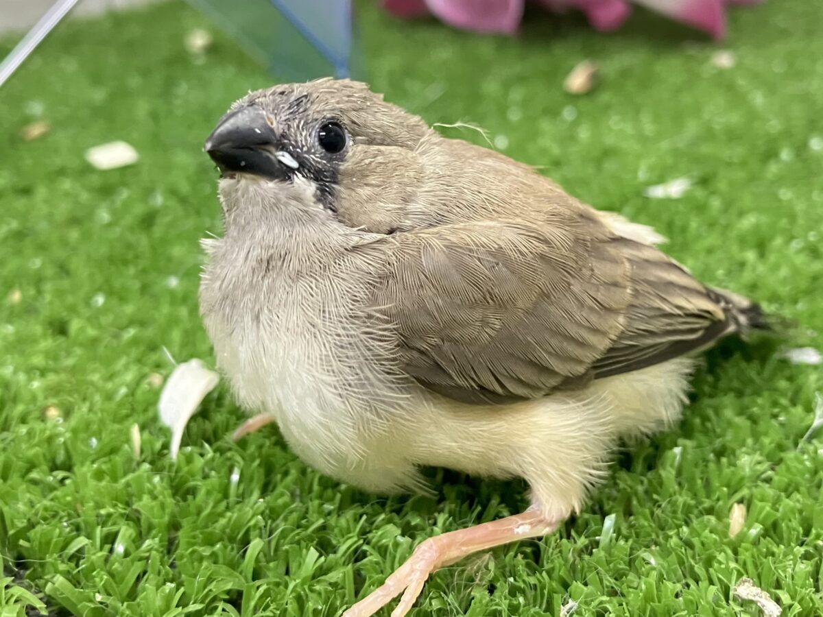 錦花鳥（キンカチョウ） の販売一覧| 千葉県・栃木県・神奈川県・埼玉
