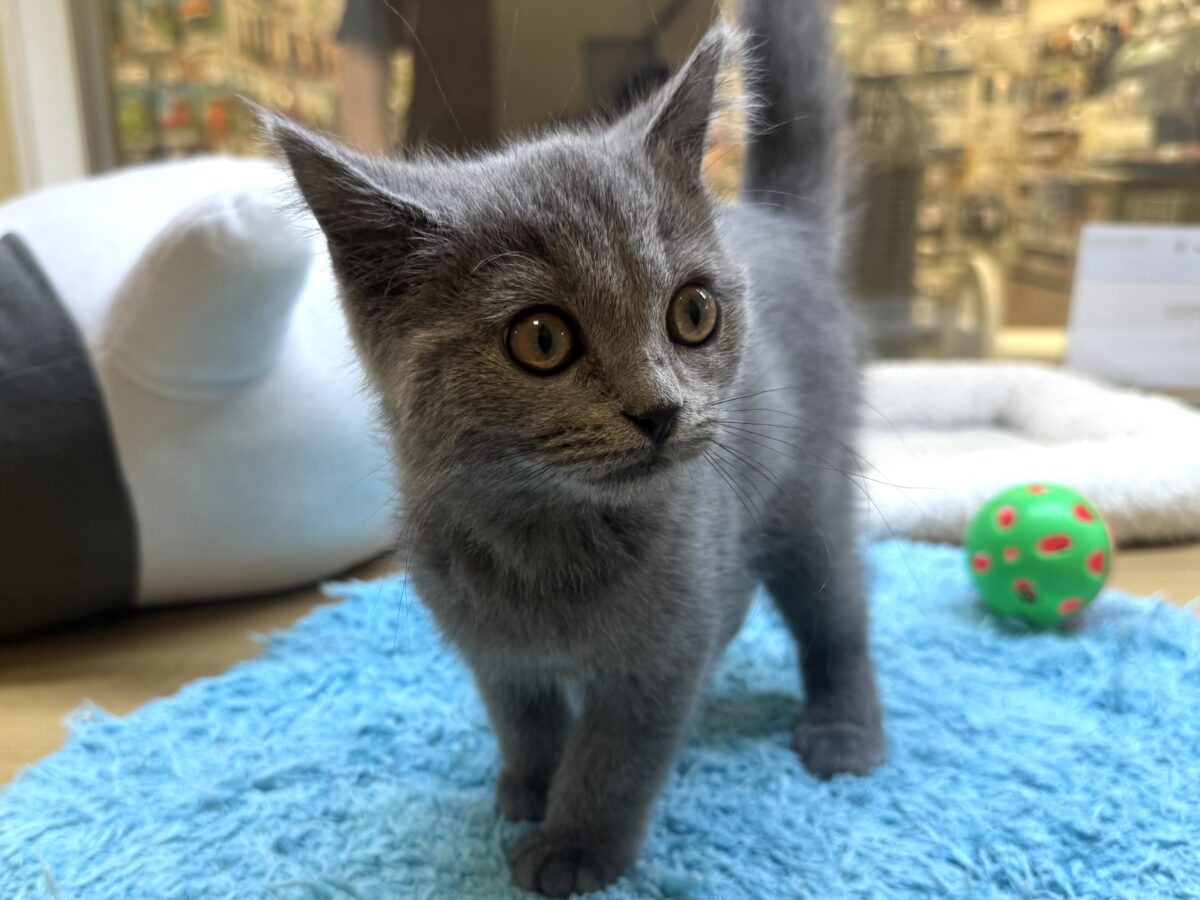 ブリティッシュショートヘア